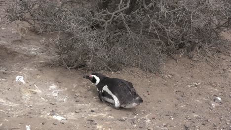 Argentinien-Pinguin-Legt-Sich-Hin-Und-Steht-Auf,-Um-Sich-Umzusehen