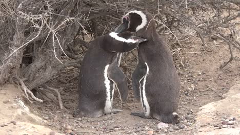 Argentinien-Pinguin-Gefährten-Pflegen-Sich-Gegenseitig