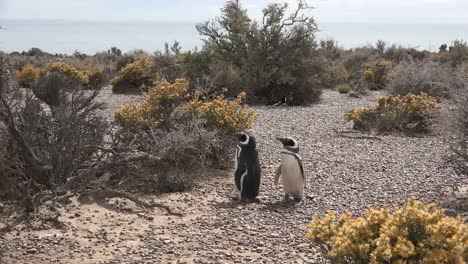 Argentina-Penguins-On-Pebbles-By-Shrubs
