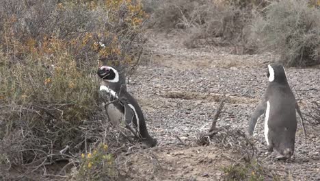 Argentina-Penguins-Walk-Away