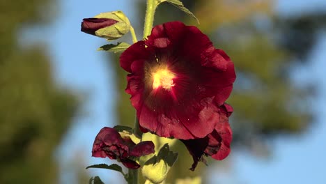 Argentina-Red-Hollyhock-Flower