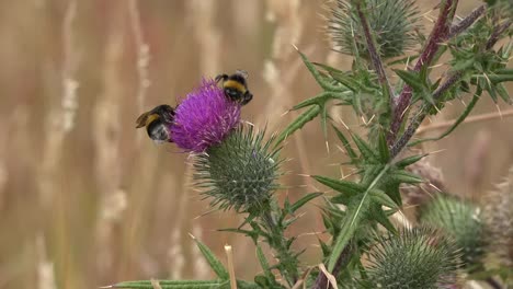 Argentinien-Zwei-Bienen-Auf-Distel