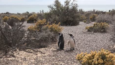 Argentinien-Zwei-Pinguine-Warten-Herum