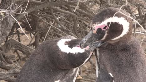 Argentinien-Zoomt-Auf-Pinguinpaare,-Die-Sich-Gegenseitig-Pflegen