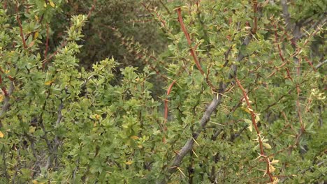 Argentina-Zooms-Out-From-Calafate-Shrub