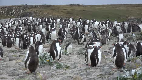 Pingüinos-Gentoo-De-Las-Malvinas-Agrupados