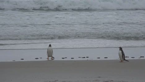 Falklands-Gentoo-Penguin-Stands-By-The-Surf