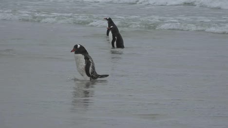 Falkland-Eselspinguine-Im-Meer