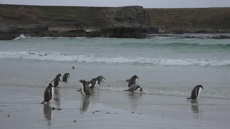 Falklands-Gentoo-Penguins-On-Beach-By-Surf