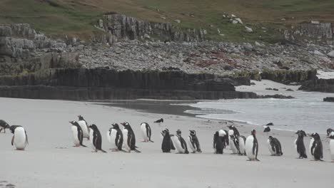 Falkland-Eselspinguine-Am-Strand-Mit-Vogel