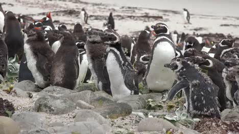 Falkland-Baby-Pinguin-Bewegt-Sich-Vorwärts