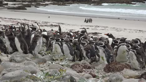 Falklands-Flock-Of-Gentoo-Penguins