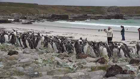 Pingüinos-De-Las-Malvinas-Y-Fotógrafo