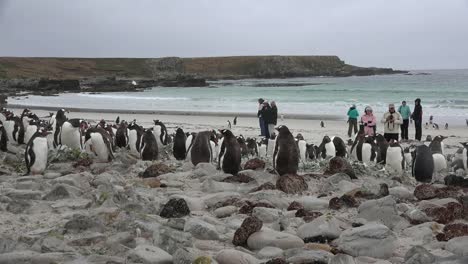 Malvinas-Turistas-En-La-Playa-Con-Pingüinos