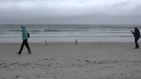 Falklands-Tourists-Walk-On-Beach-With-Penguins