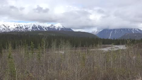 Alaska-Denali-Bäume-Am-Fluss