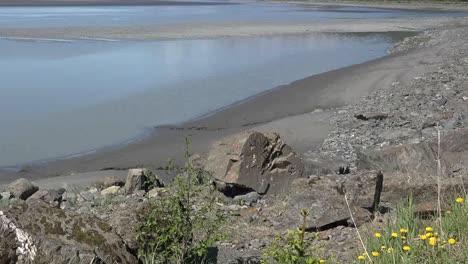 Alaska-Turnagain-Brazo-Inclinado-Hacia-Arriba-De-Las-Flores