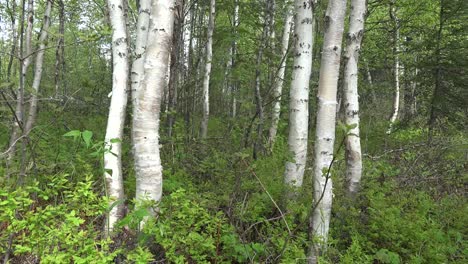 Alaska-Birch-Tree-Trunks