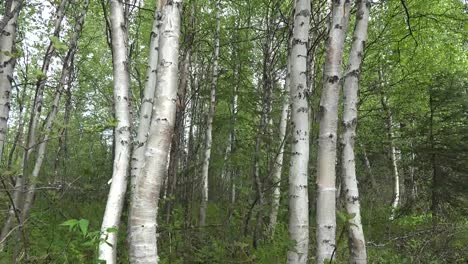 Alaska-Birch-Trees-Tilt-Up