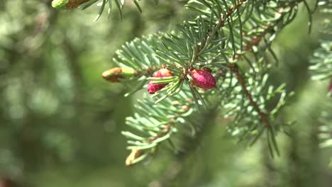 Alaska-Black-Spruce-Pollen-Cones