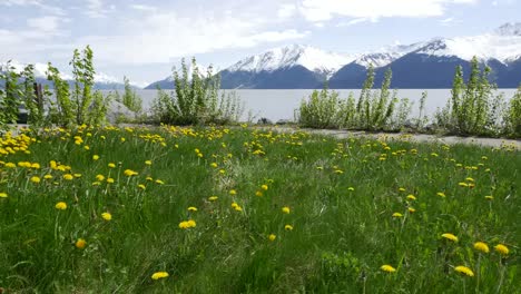 Alaska-Löwenzahn-Mit-Fernen-Bergen