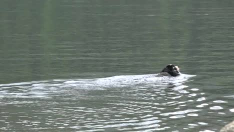 Alaska-Hund-Schwimmt-Im-See
