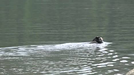 Perro-Alaska-Nada-En-El-Lago