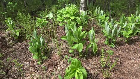 Alaska-Waldboden-Mit-Grünpflanzen