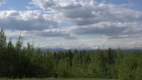 Alaska-Forest-Pans-To-Tall-Trees