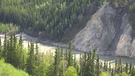 Alaska-River-Und-Fichten