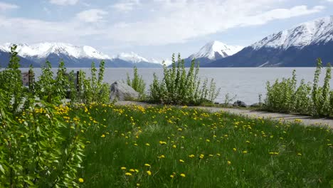 Alaska-Ansicht-Mit-Löwenzahn-Und-Turnagain-Arm