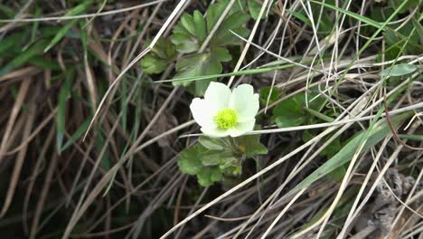 Flor-Blanca-De-Alaska-En-Hierba