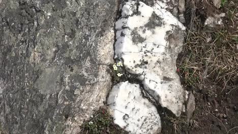 Alaska-White-Flowers-Growing-In-Rock-Crack-Zooms-In