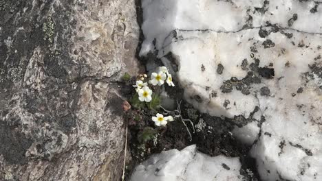 Alaska-White-Flowers-Growing-In-Rock-Crack