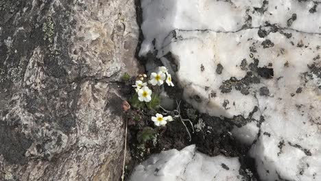 Alaska-Weiße-Blumen-Wachsen-In-Rock-Crack