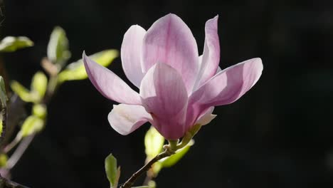 Flores-De-Magnolia-Rosa-Con-Un-Fondo-Oscuro