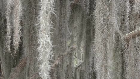 Georgia-Okefenokee-Spanish-Moss-Zooms-Out