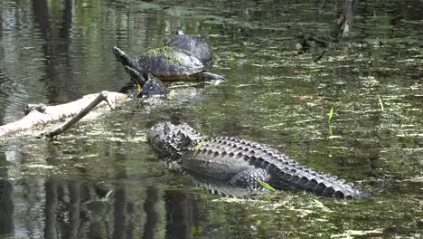 Georgia-Okefenokee-Alligator-And-Turtles