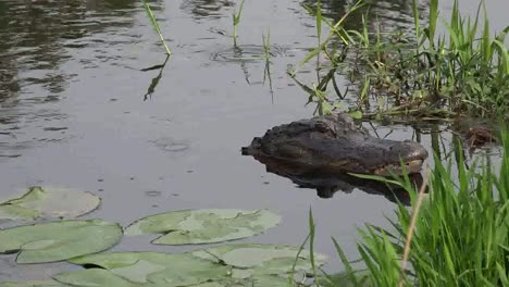 Georgia-Okefenokee-Alligatorkopf-In-Ruhe