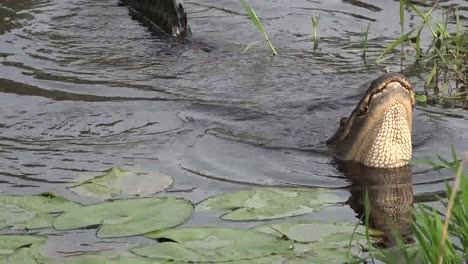 Georgia-Okefenokee-Cabeza-De-Cocodrilo-Con-Sonido