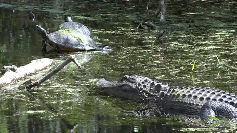 Georgia-Okefenokee-Alligator-Betrachtet-Schildkröten-Auf-Baumstamm