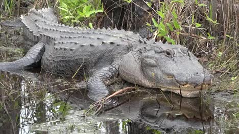 Georgia-Okefenokee-Alligator-Raises-Head-Pan