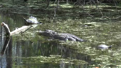 Georgia-Okefenokee-Cocodrilo-Relojes-Tortugas