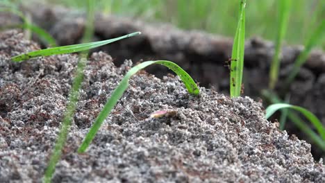 Georgia-Okefenokee-Ants-And-Grass-Time-Lapse