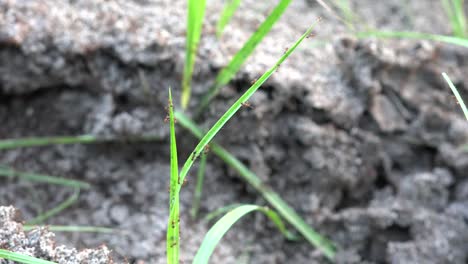 Georgia-Okefenokee-Ants-On-A-Glade-Of-Grass