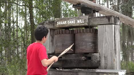 Georgia-Okefenokee-Boy-Sticks-Cane-In-Sugar-Mill