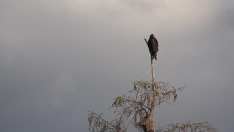 Halcón-Georgia-Okefenokee-En-Un-árbol