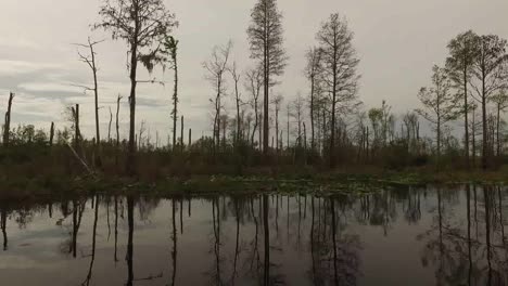 Georgia-Okefenokee-Cut-Over-Cypress-Forest-From-Boat