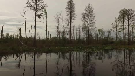 Georgia-Okefenokee-über-Den-Zypressenwald-Vom-Boot-Geschnitten