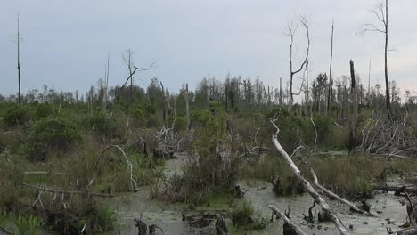 Georgia-Okefenokee-Cortado-Sobre-Una-Bandeja-De-Pantano